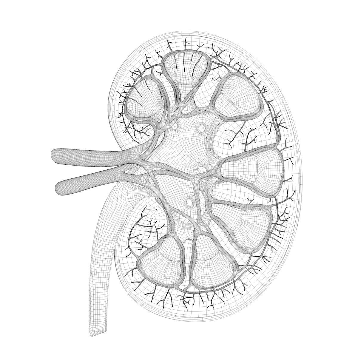 Kidney Anatomy 3D model_8
