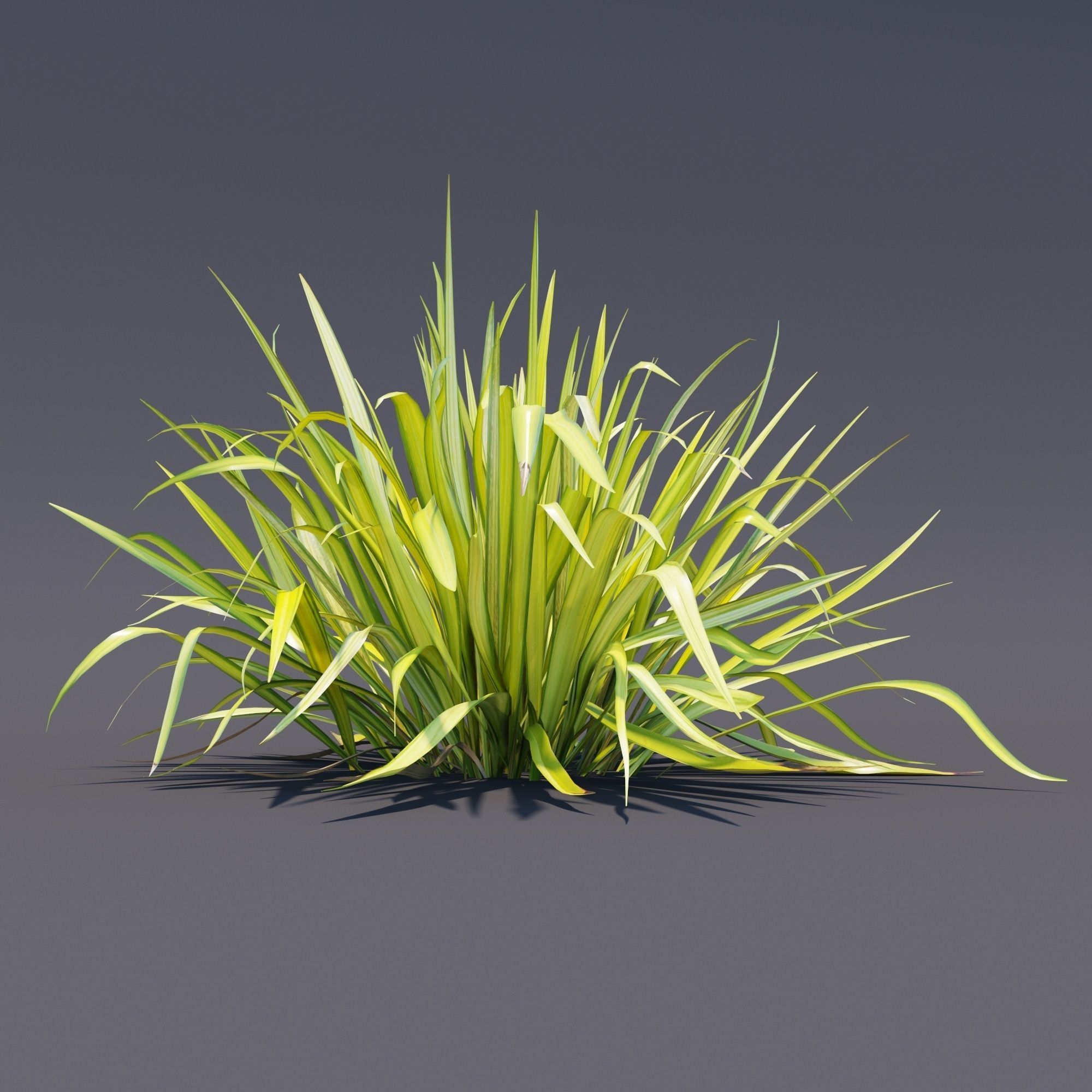 Phormium  3D model_2