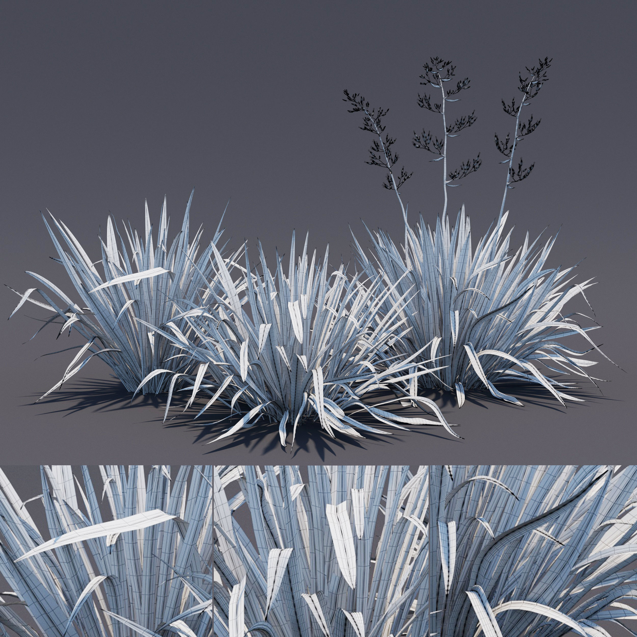 Phormium  3D model_8