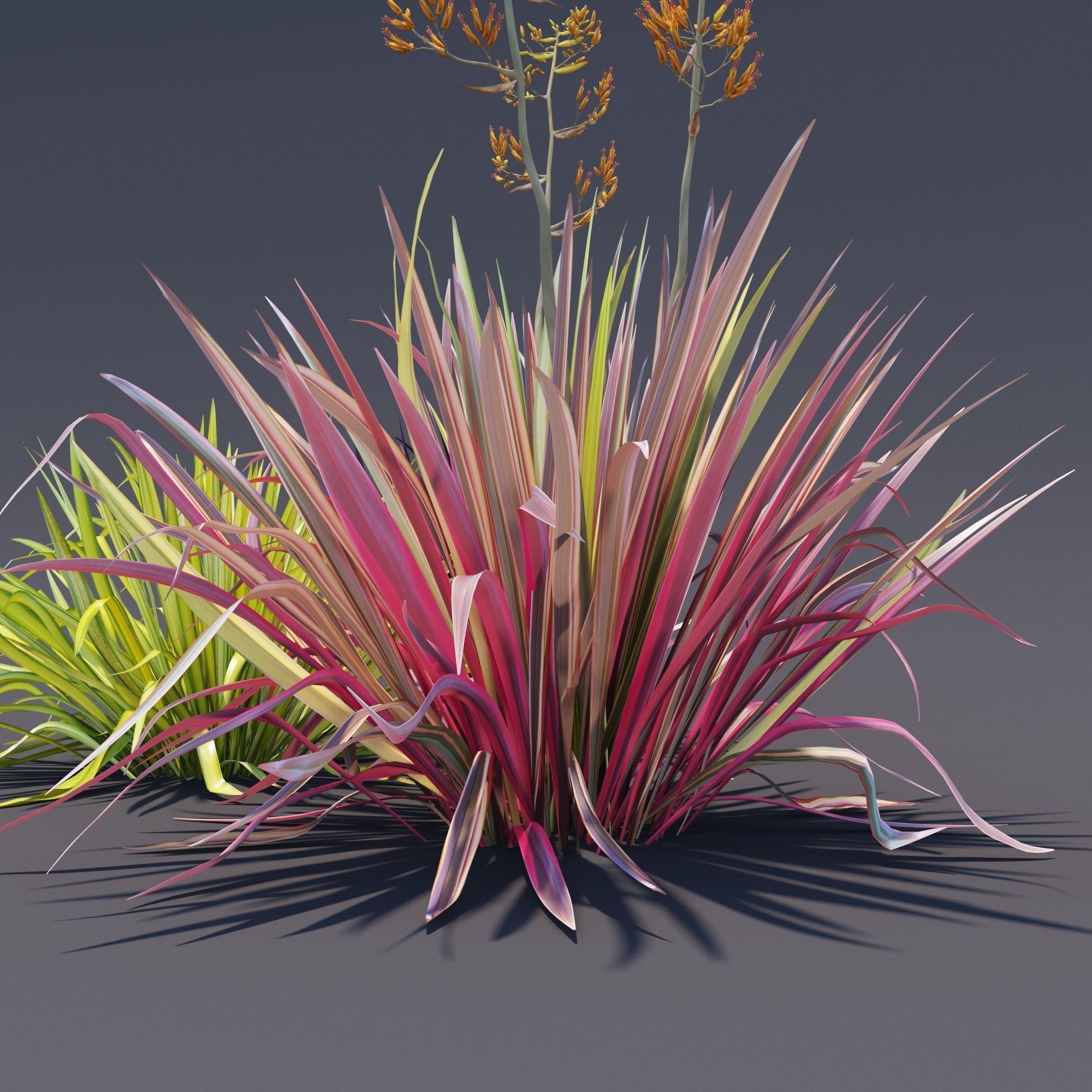 Phormium  3D model_6