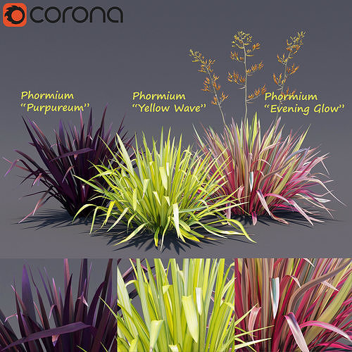 Phormium  3D model
