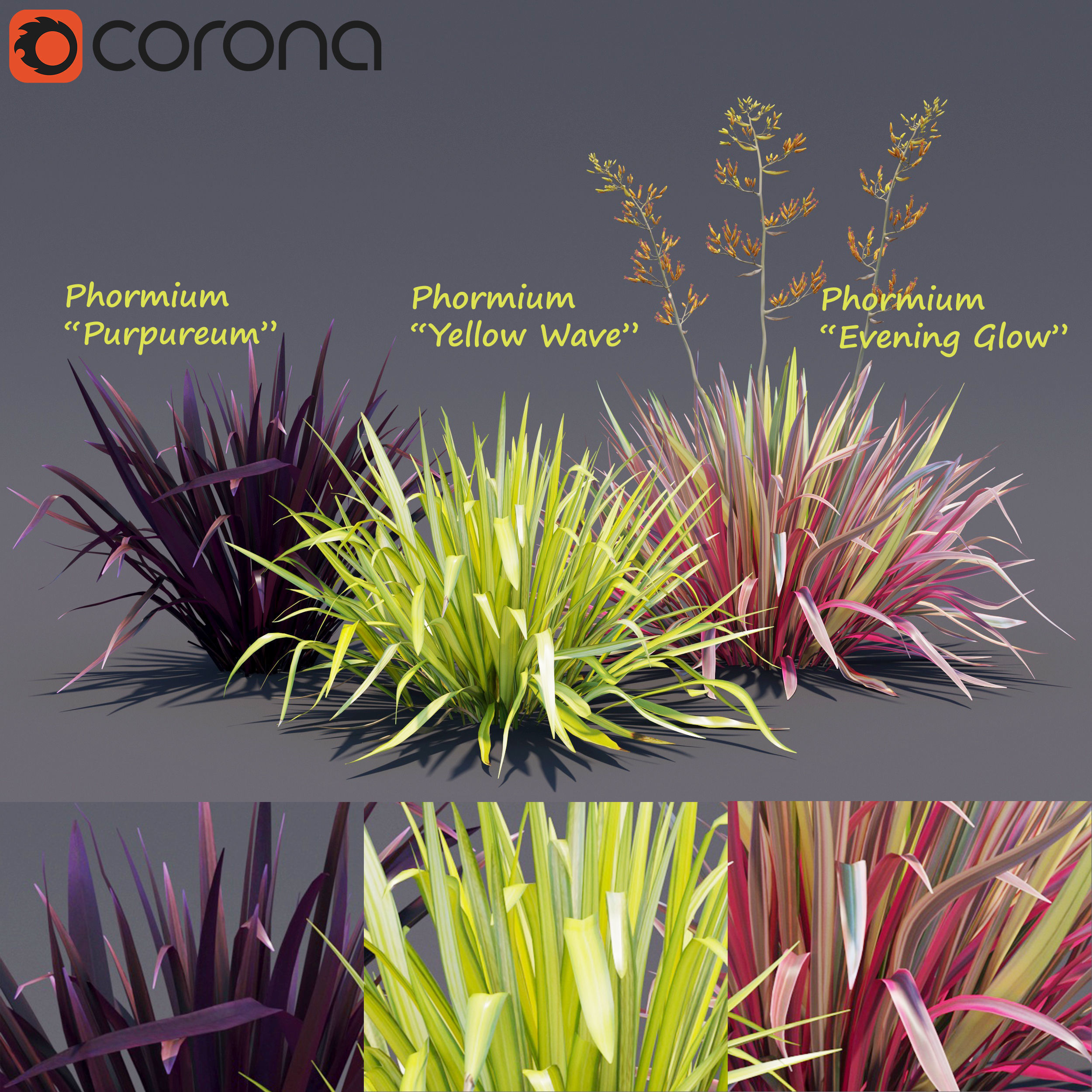 Phormium  3D model_0