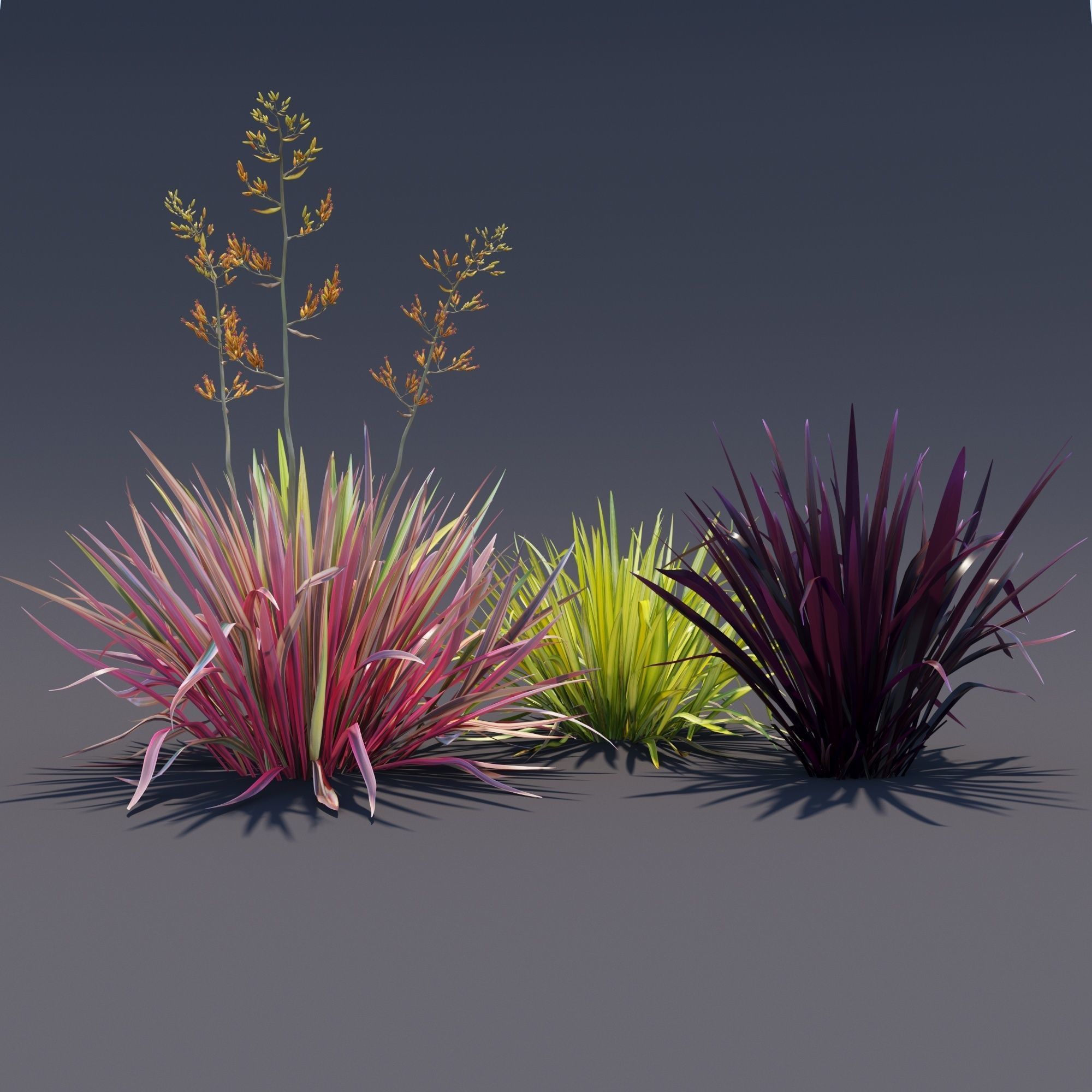 Phormium  3D model_4