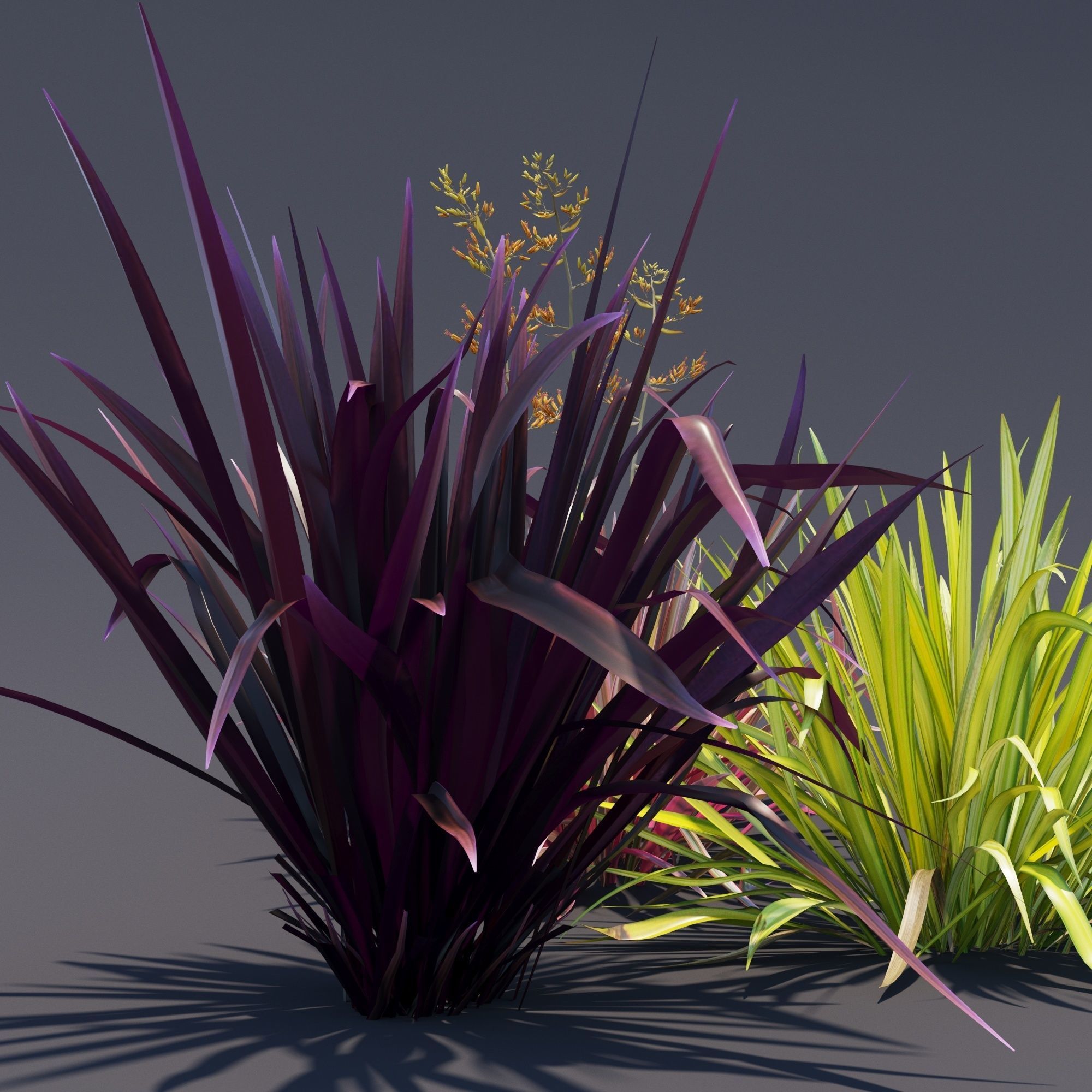 Phormium  3D model_5
