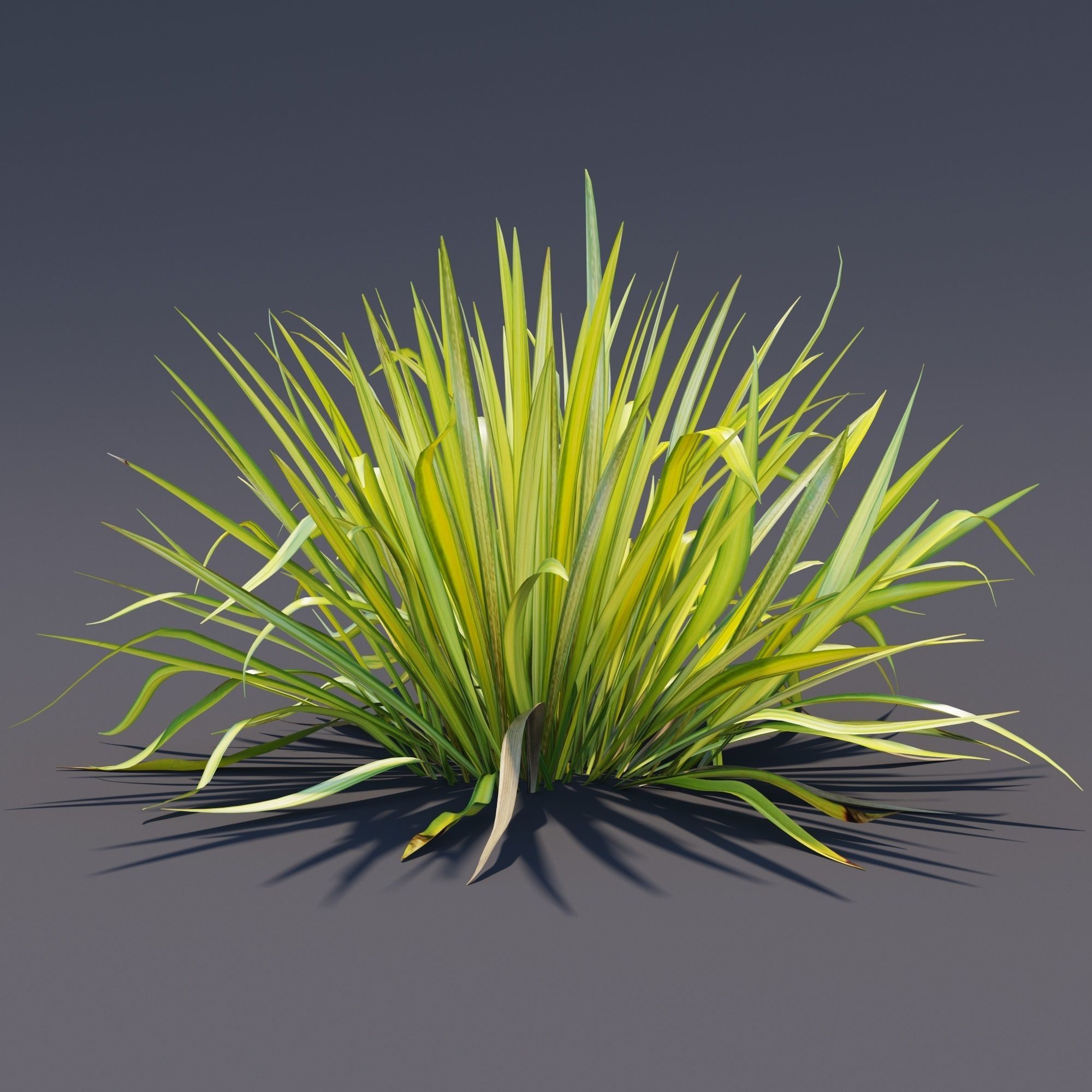 Phormium  3D model_7