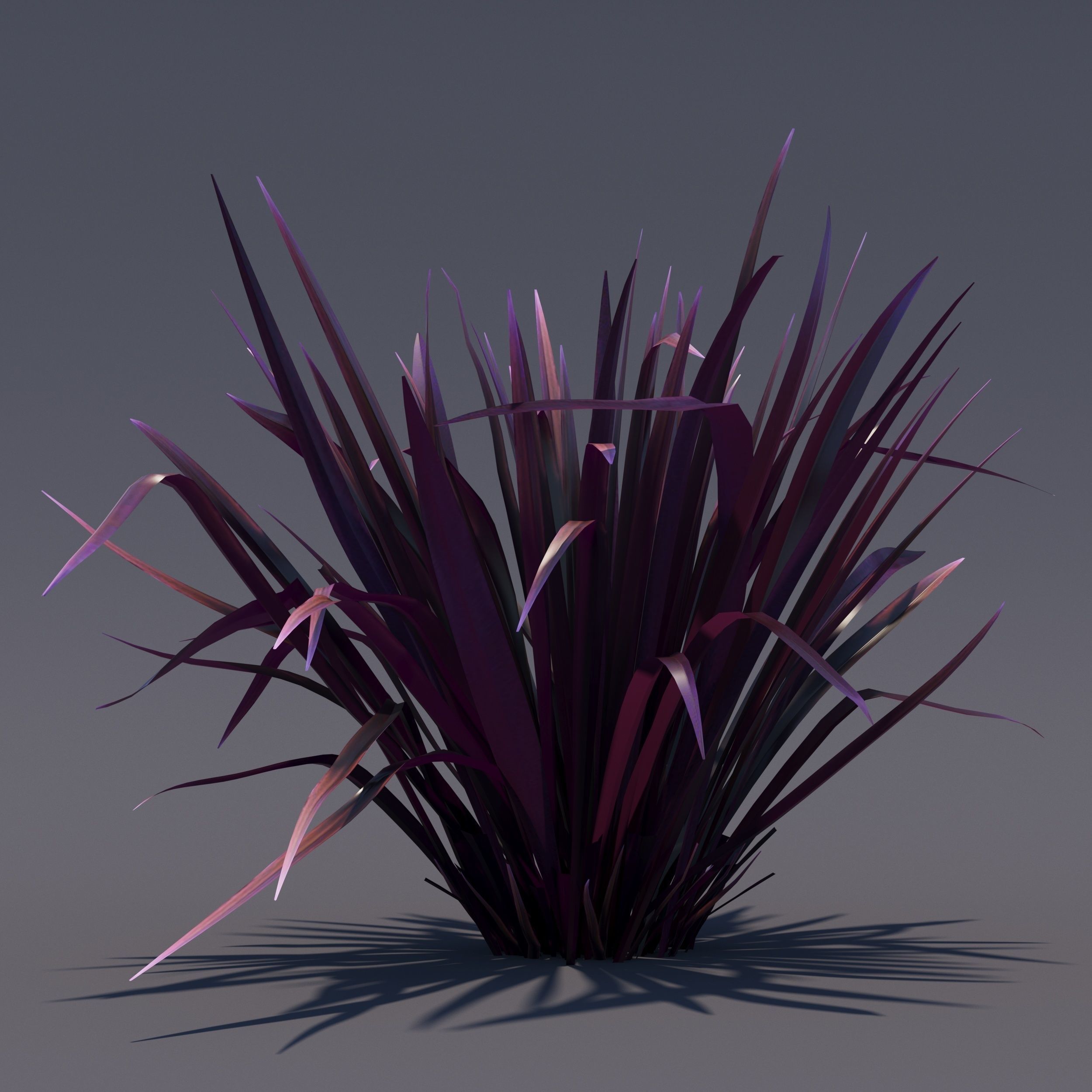 Phormium  3D model_1