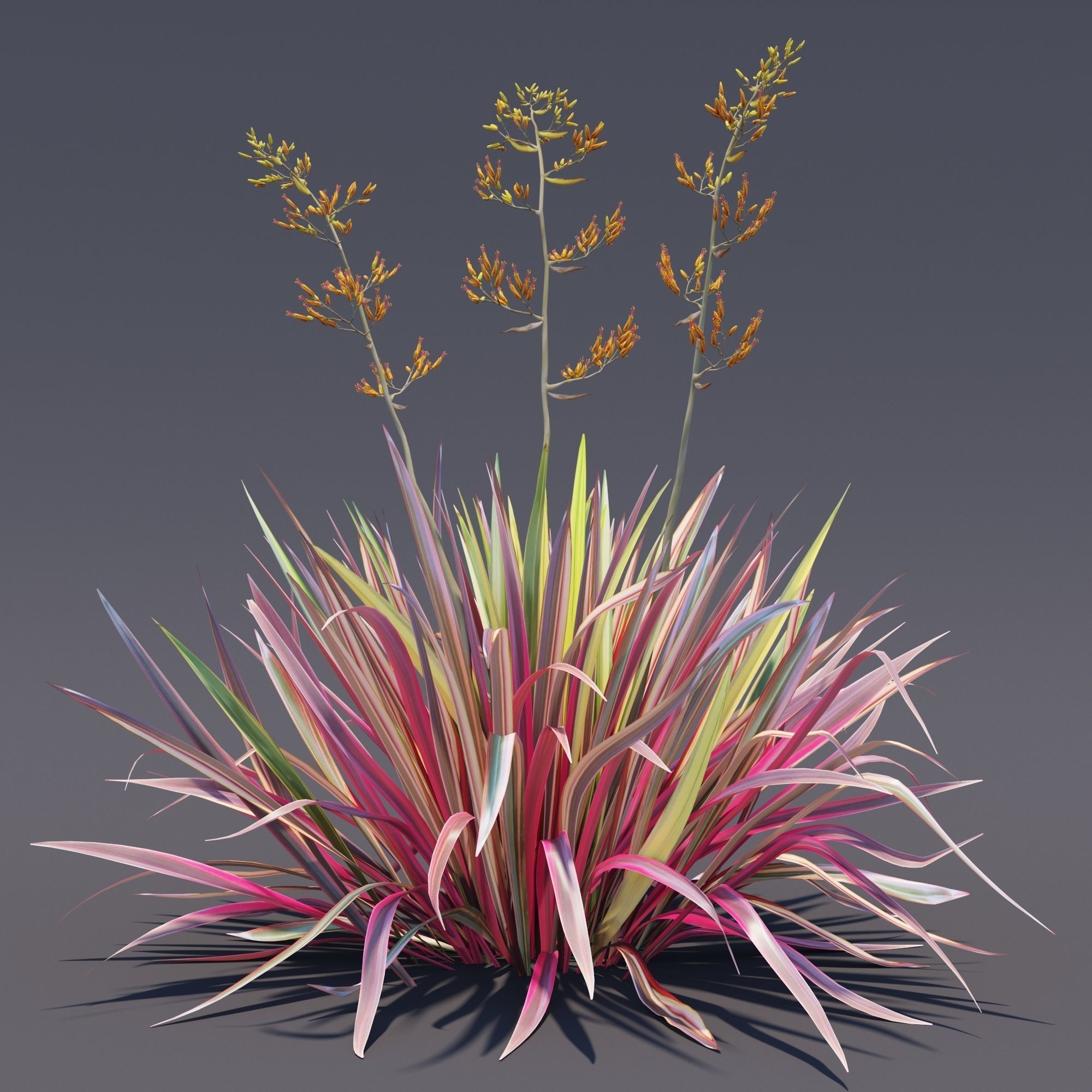 Phormium  3D model_3