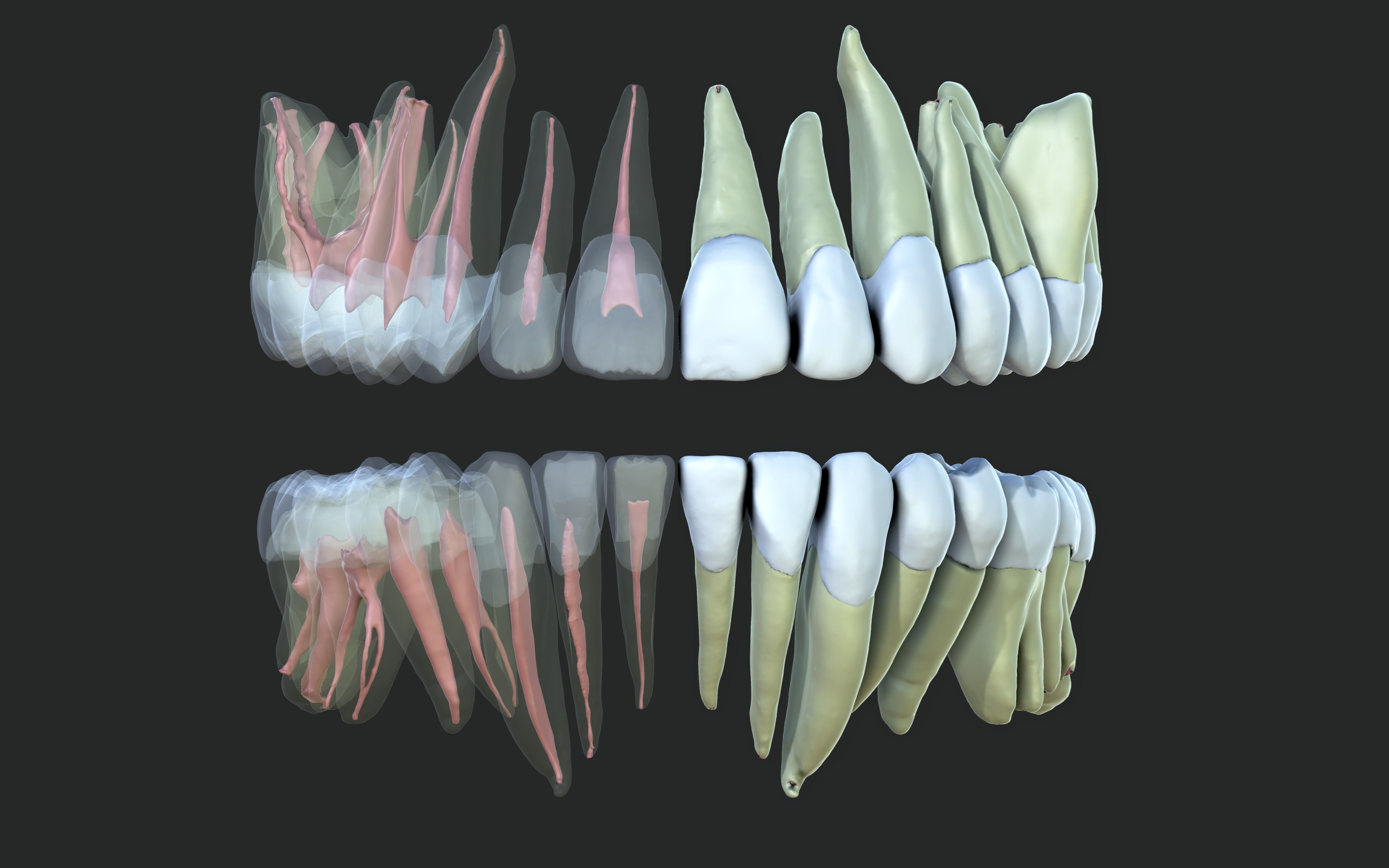 Human Teeth Detailed 3D model CGTrader
