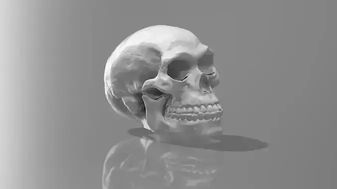 3D scan of Skull 3D print model