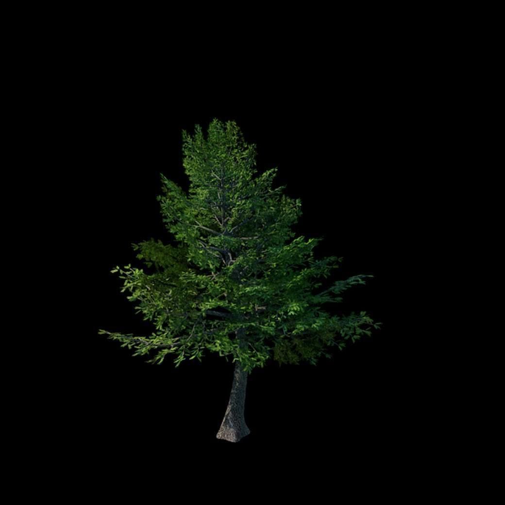 Sennard - evergreen 31 3D model_1