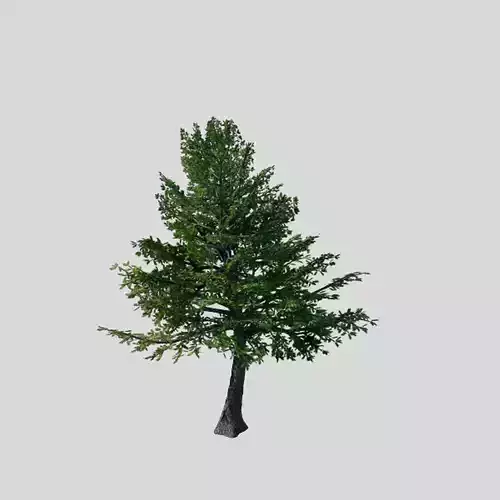 Sennard - evergreen 31