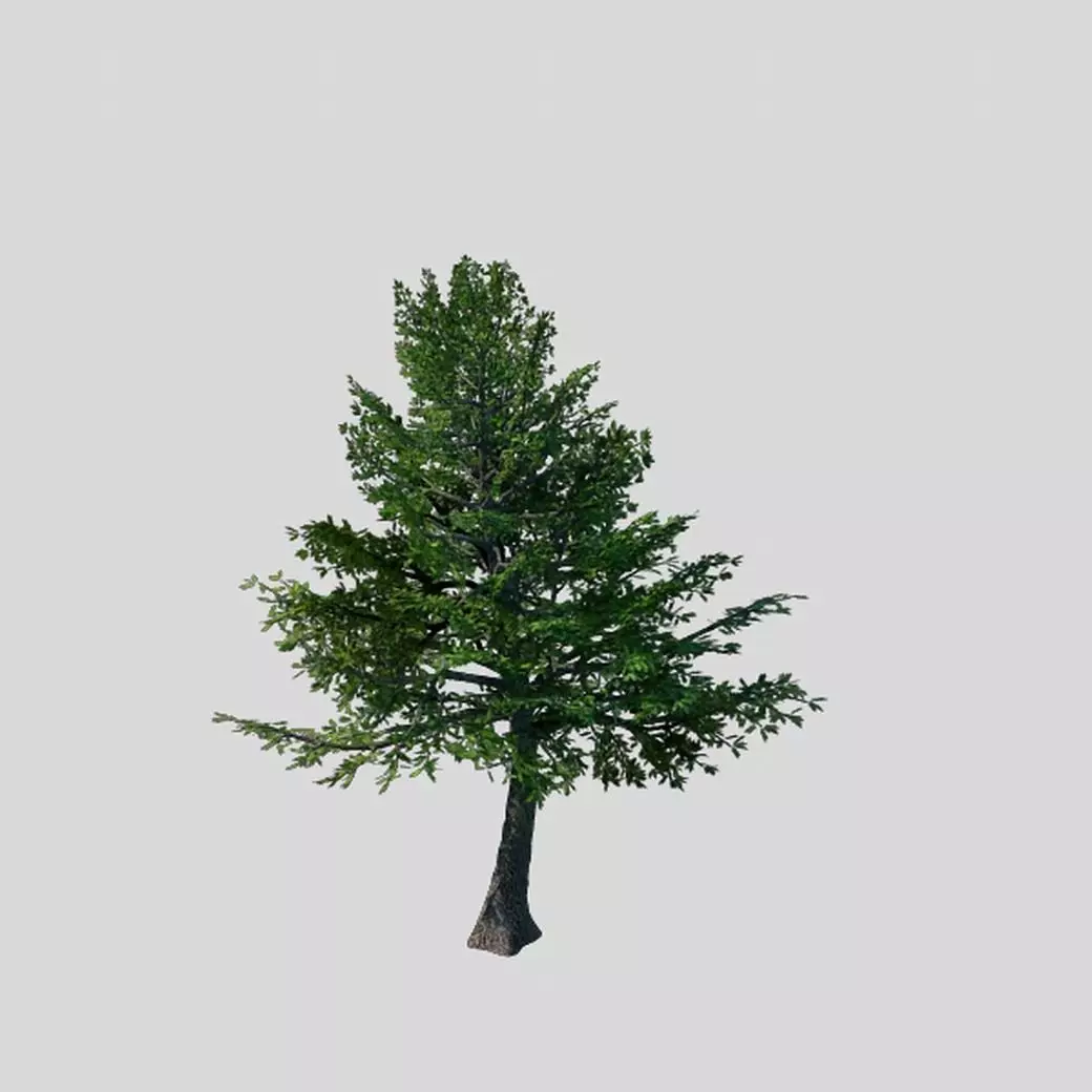 Sennard - evergreen 31 3D model_0