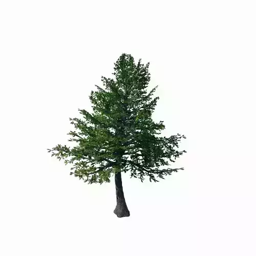 Chennault - Evergreen