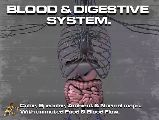 Circulatory and Digestive System Low-poly 3D model