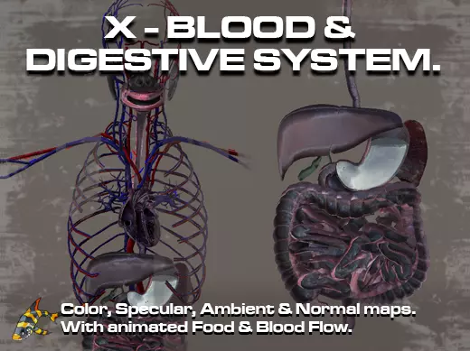 Cross Section Circulatory and Digestive System Low-poly 3D model