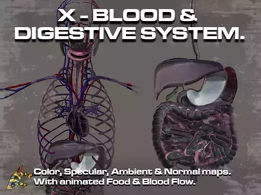 Cross Section Circulatory and Digestive System Low-poly 3D model
