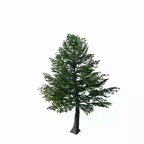 Sennard - evergreen 35