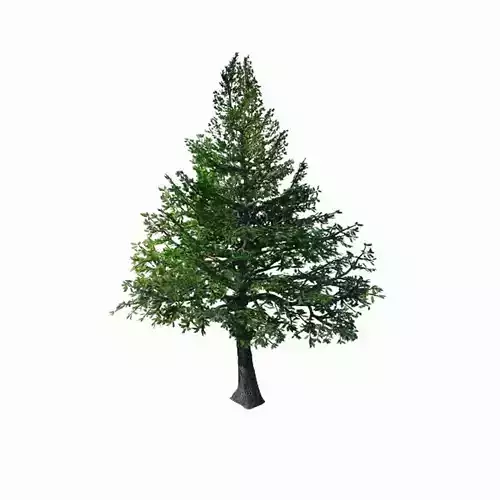 Chennault - evergreen 36