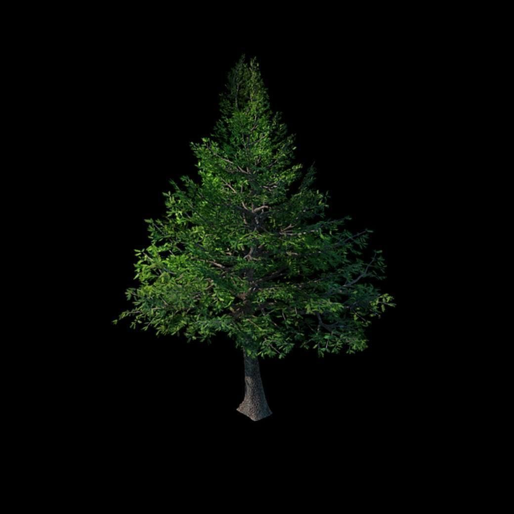 Chennault - evergreen 36 3D model_1