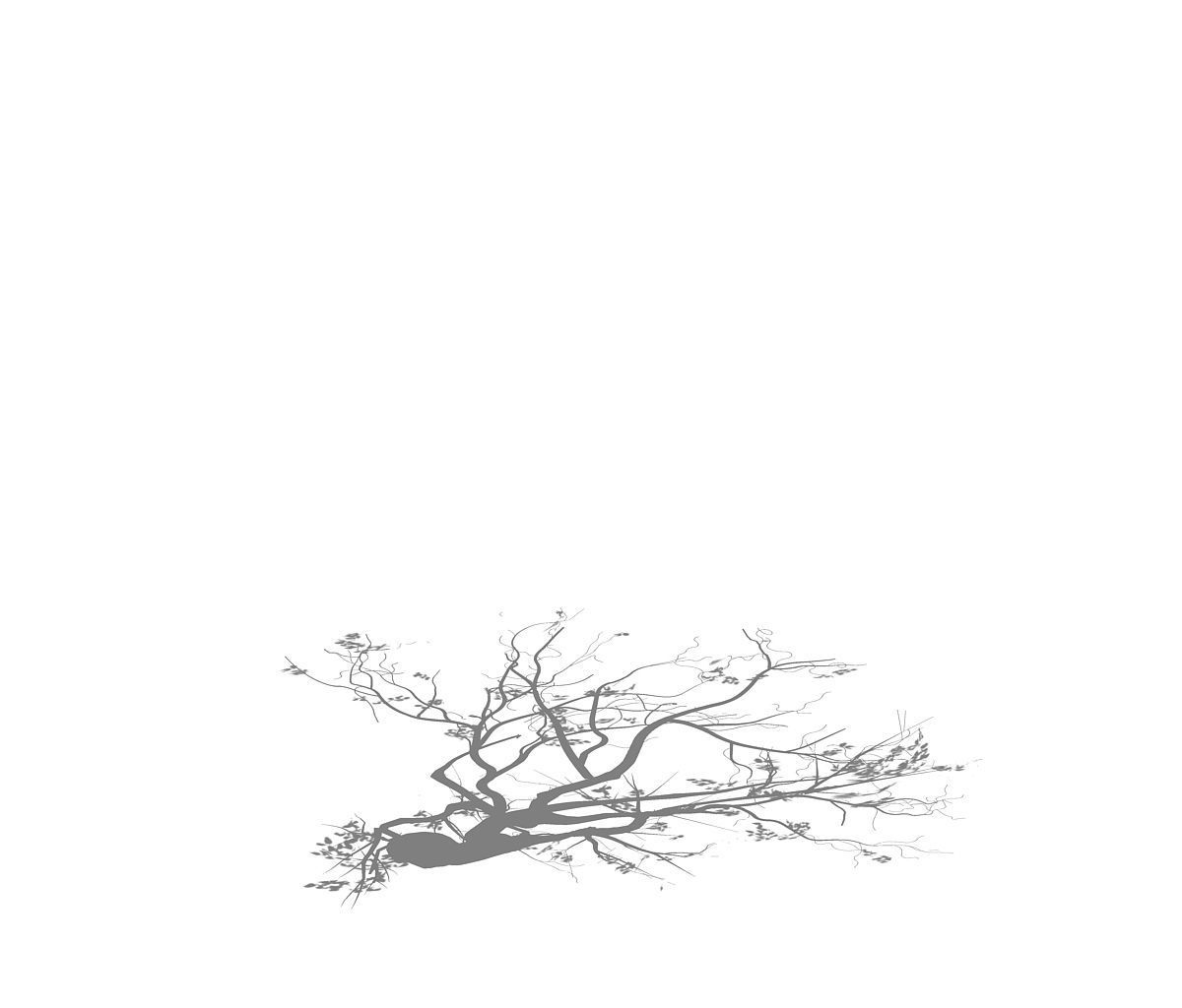 Sennard - Deciduous tree 3 3D model_2