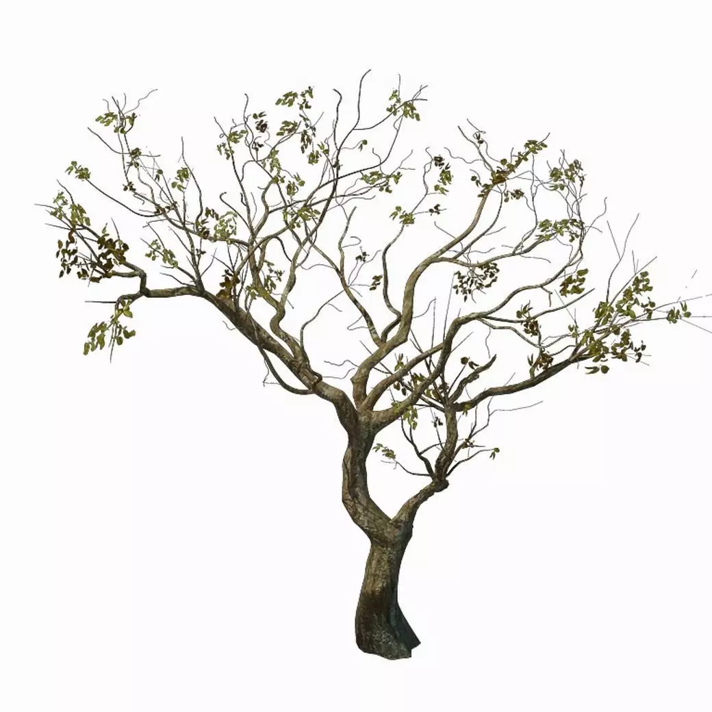 Sennard - Deciduous tree 3 3D model_0
