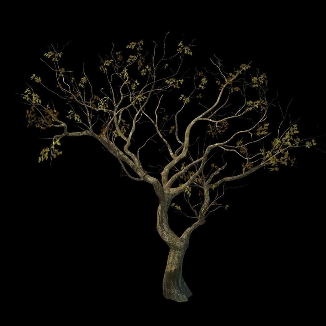 Sennard - Deciduous tree 3 3D model_1