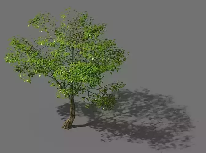 New Village - Landscape Tree 01