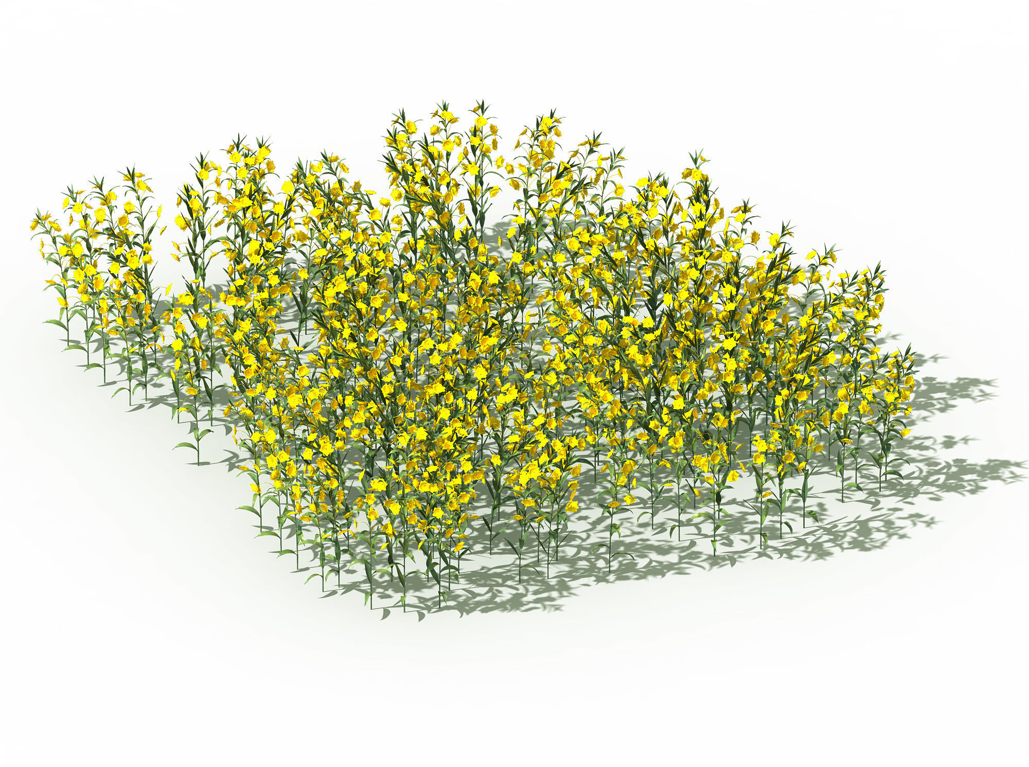 New Village - rape field 3D model_3