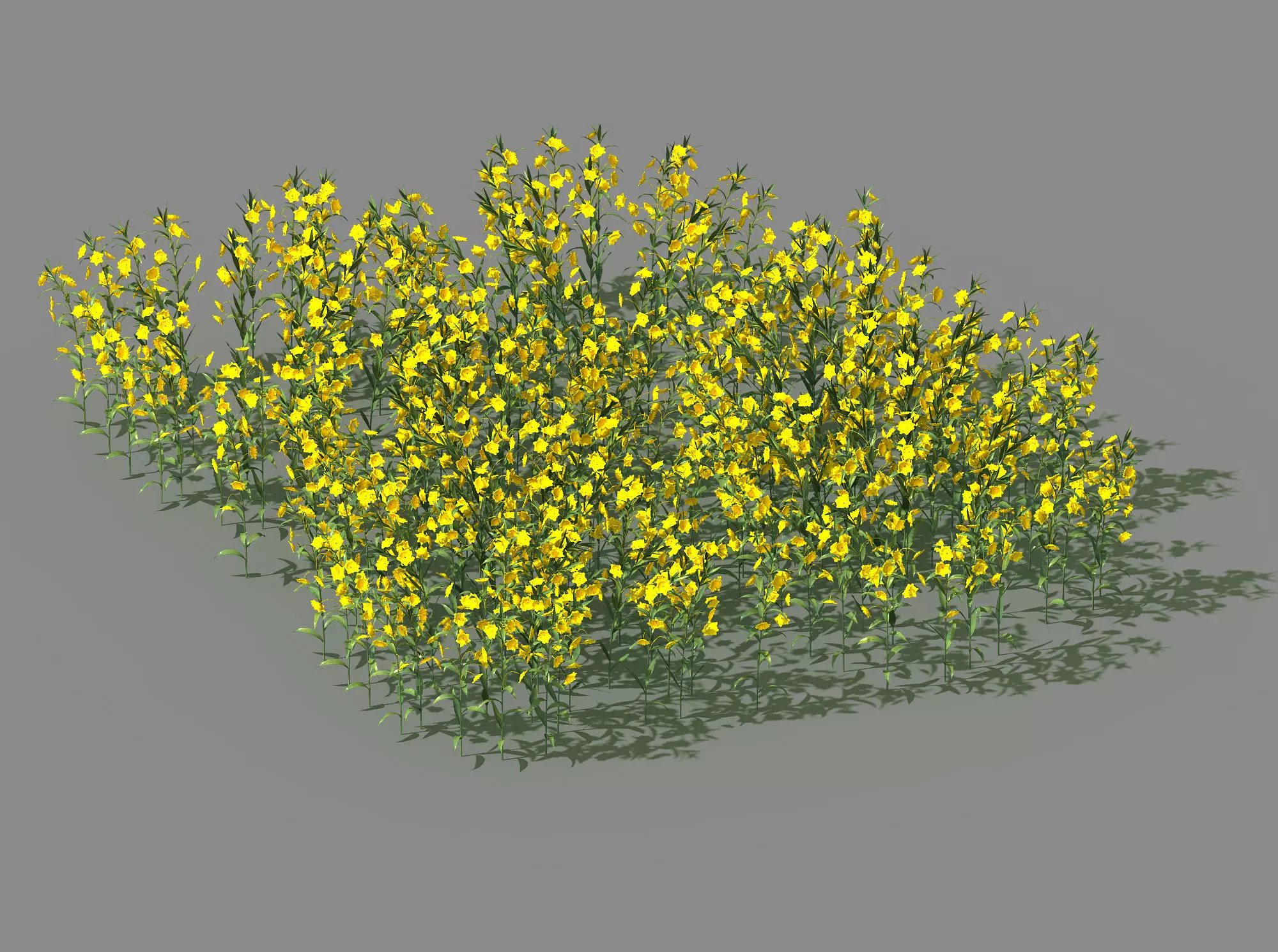 New Village - rape field 3D model_2