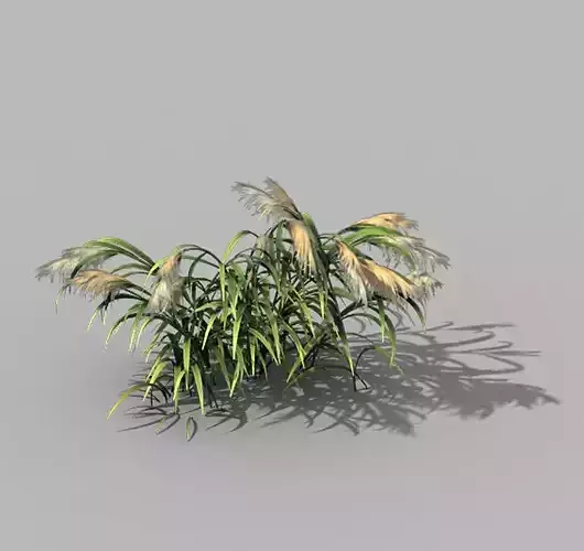 Brutal tribe - reed 02