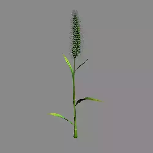 Weed plants - dog tail grass 01