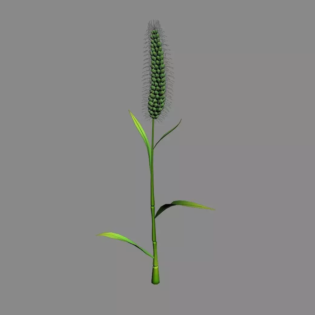 Weed plants - dog tail grass 01 3D model_0