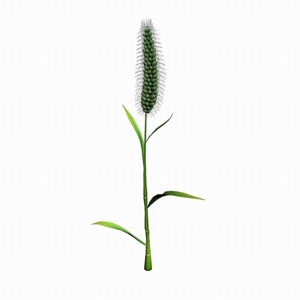 Weed plants - dog tail grass 01 3D model_1