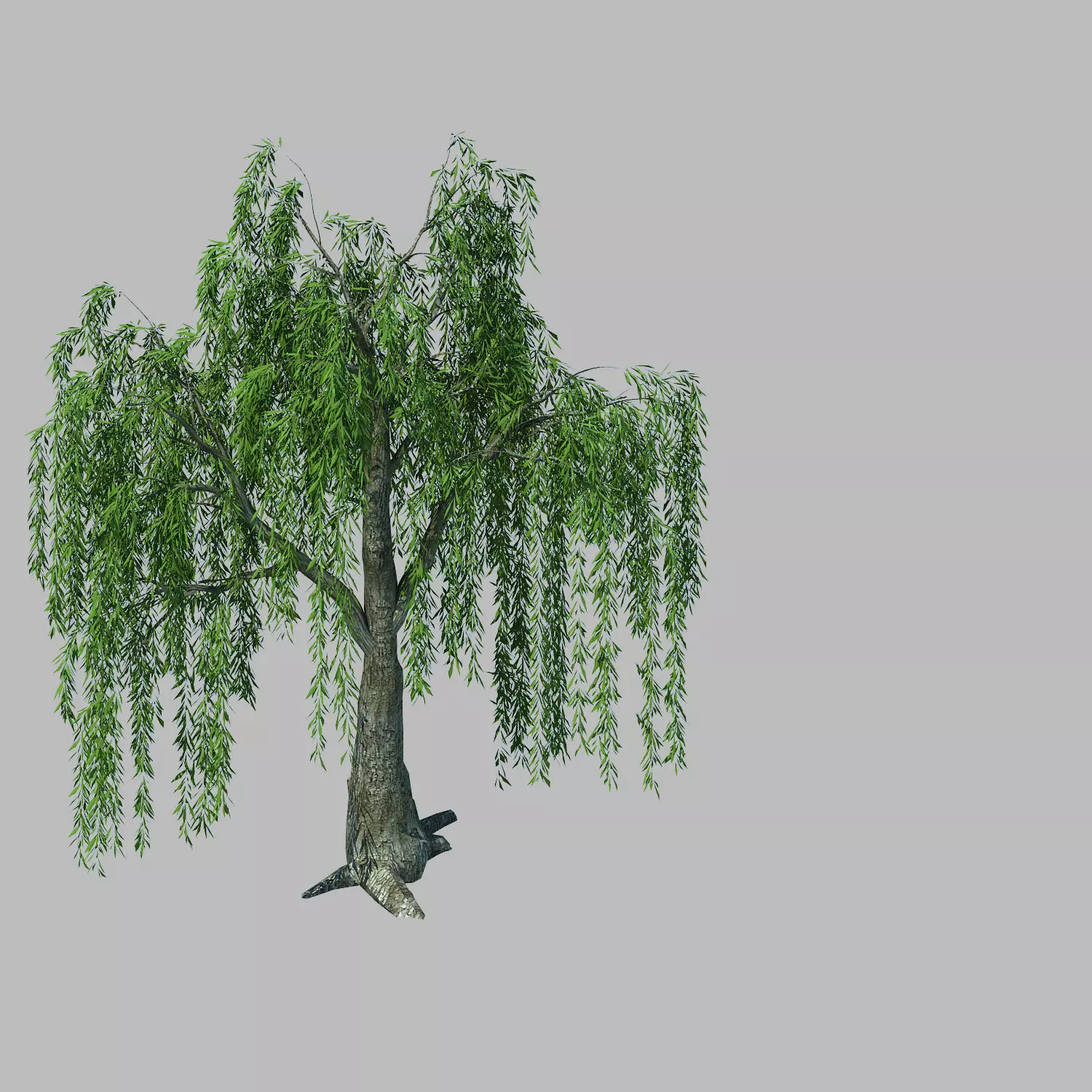 Plant - willow 1-1 3D model_0