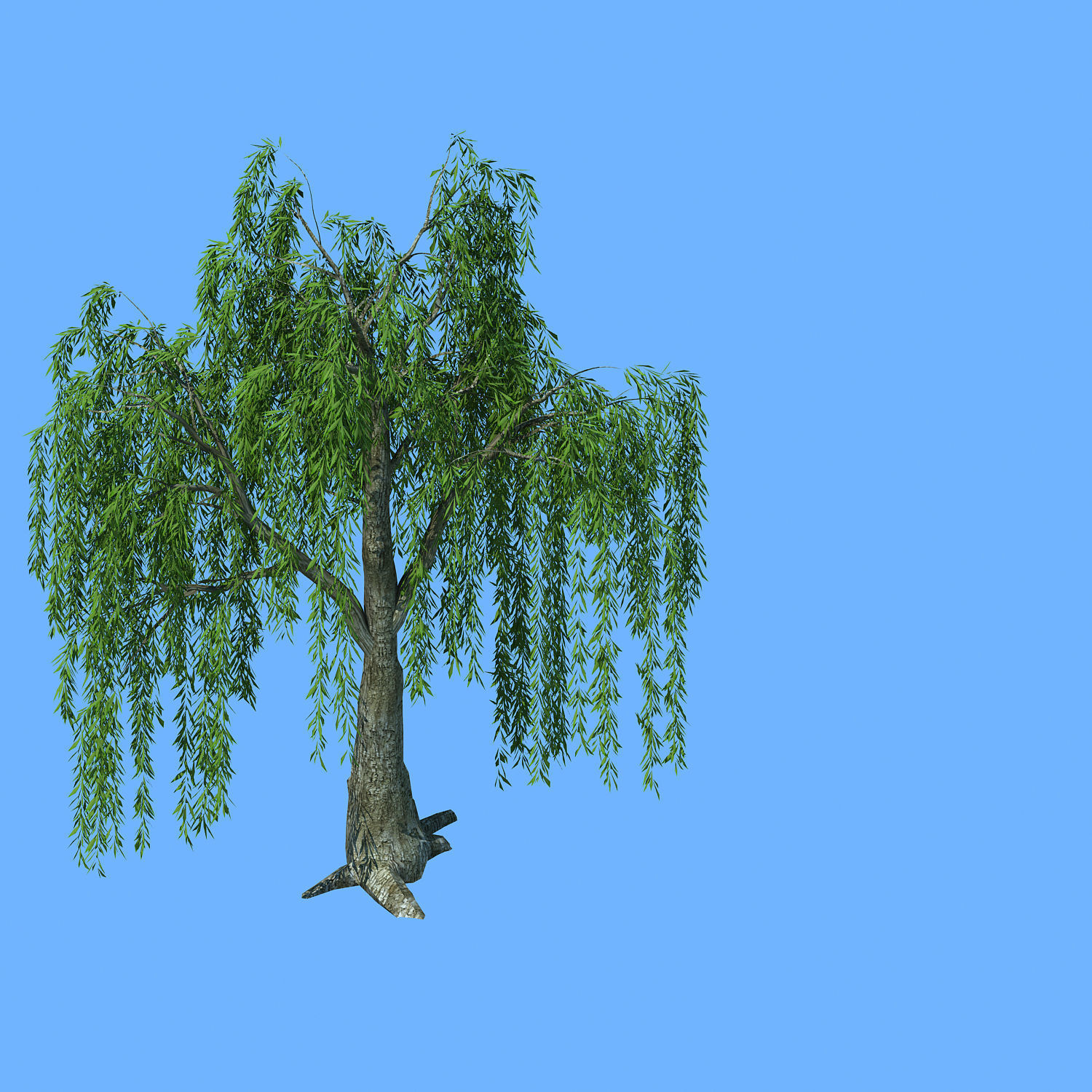 Plant - willow 1-1 3D model_1