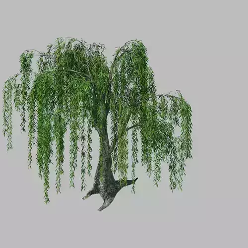 Plant - willow 1-2