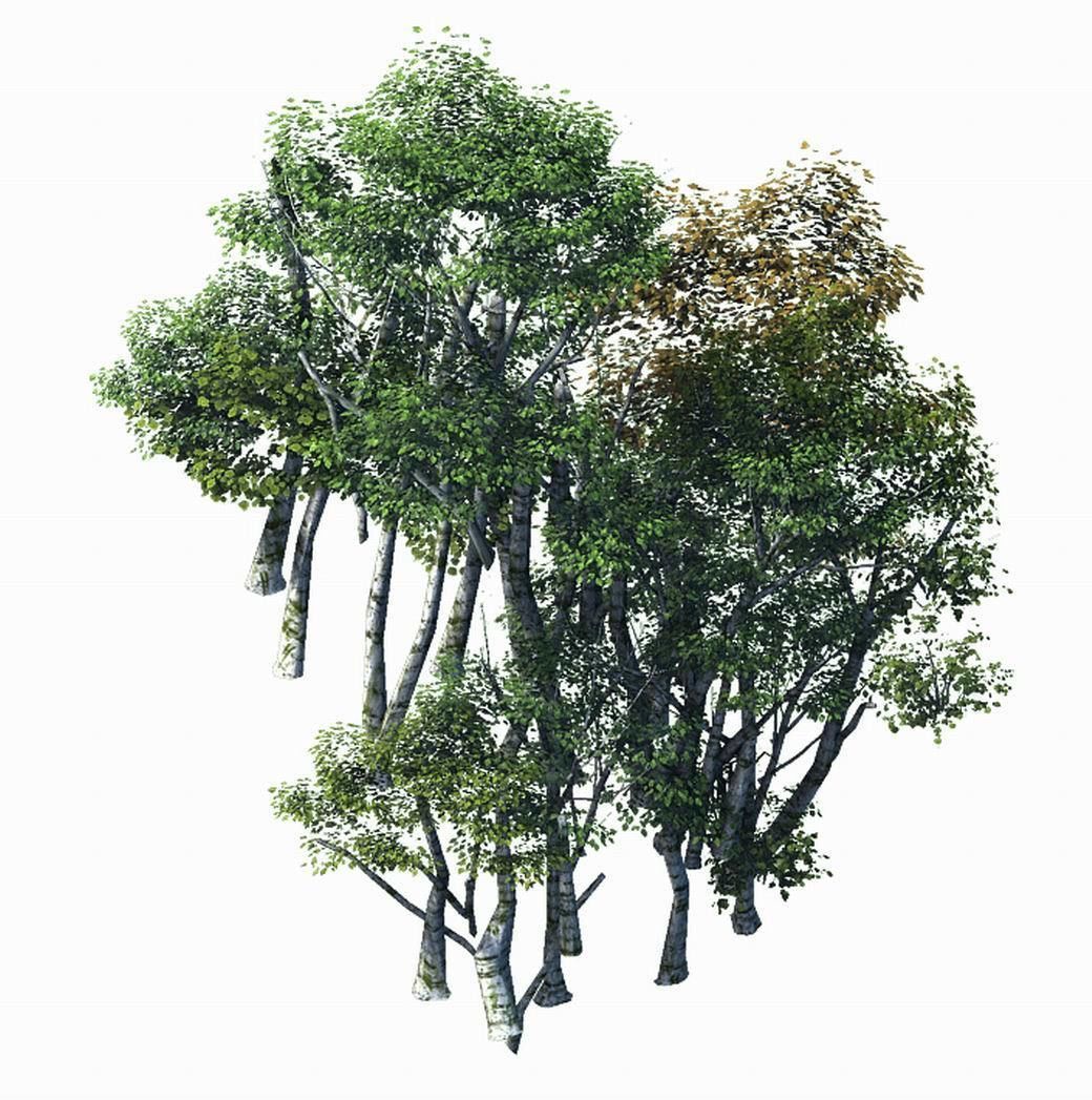 Plant Forest - Birch Grove 02 3D model_1