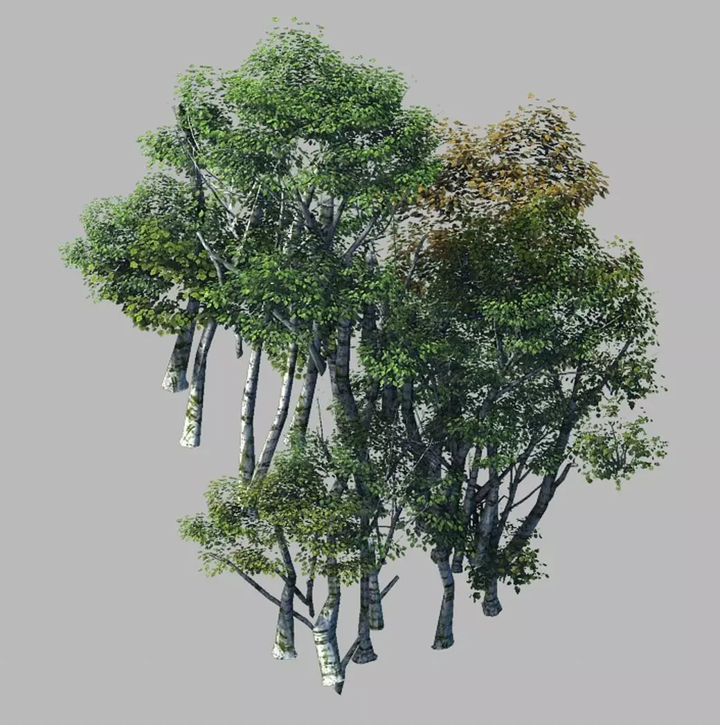 Plant Forest - Birch Grove 02 3D model_0