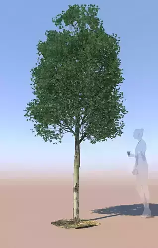 Maple tree acer young B 3D model