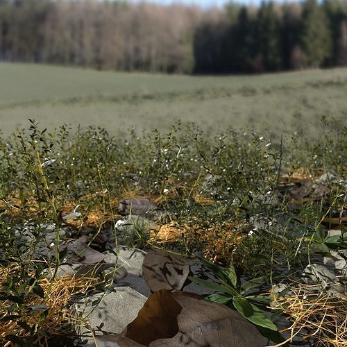 Knotweed Meadow Patch 3D model