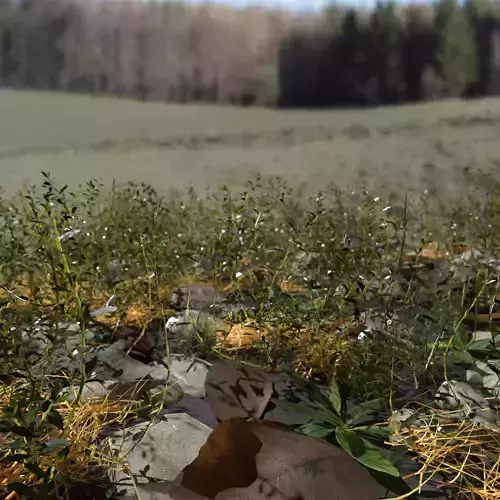 Knotweed Meadow Patch