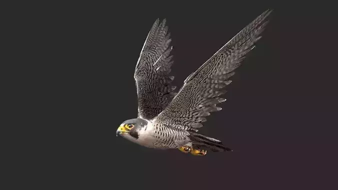 peregrine falcon Free 3D model