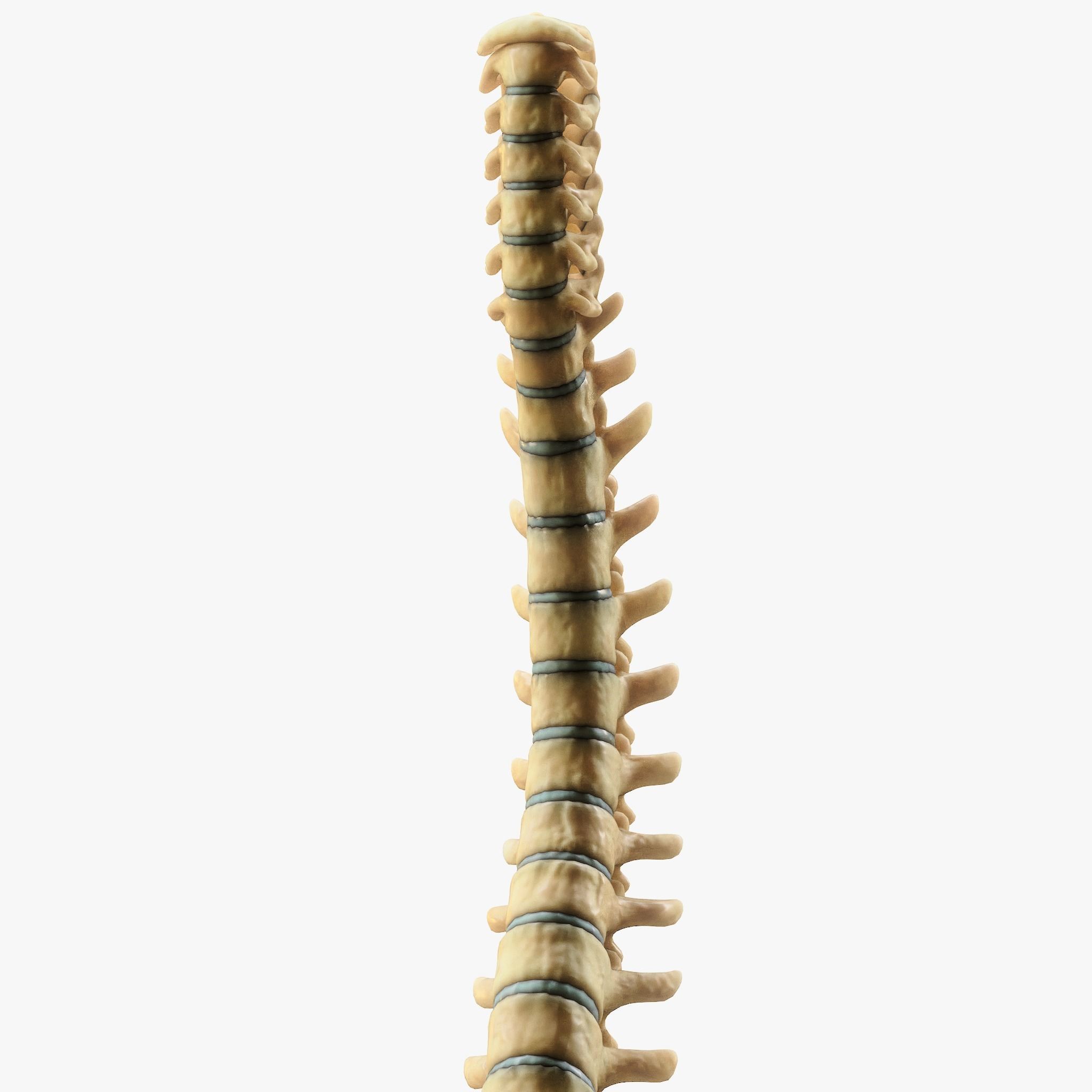 Spine Anatomy 3D model_6