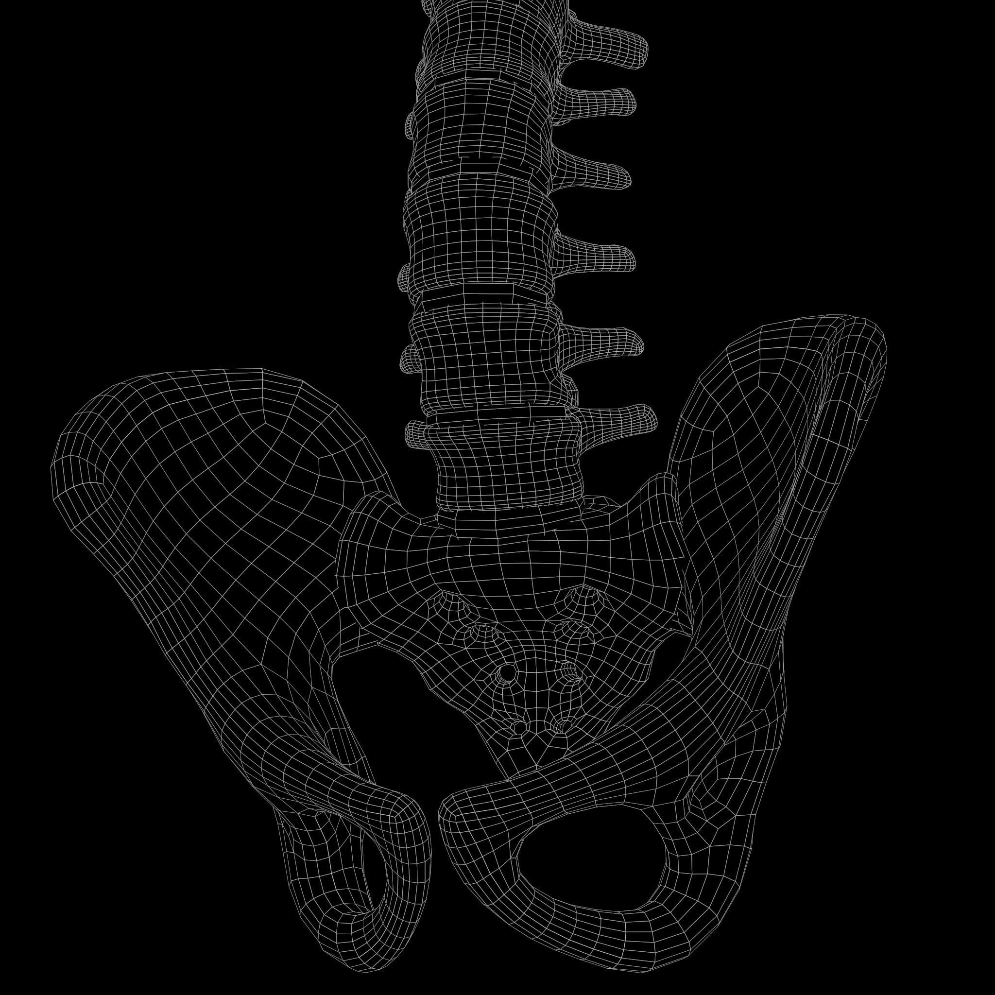 Spine Anatomy 3D model_13