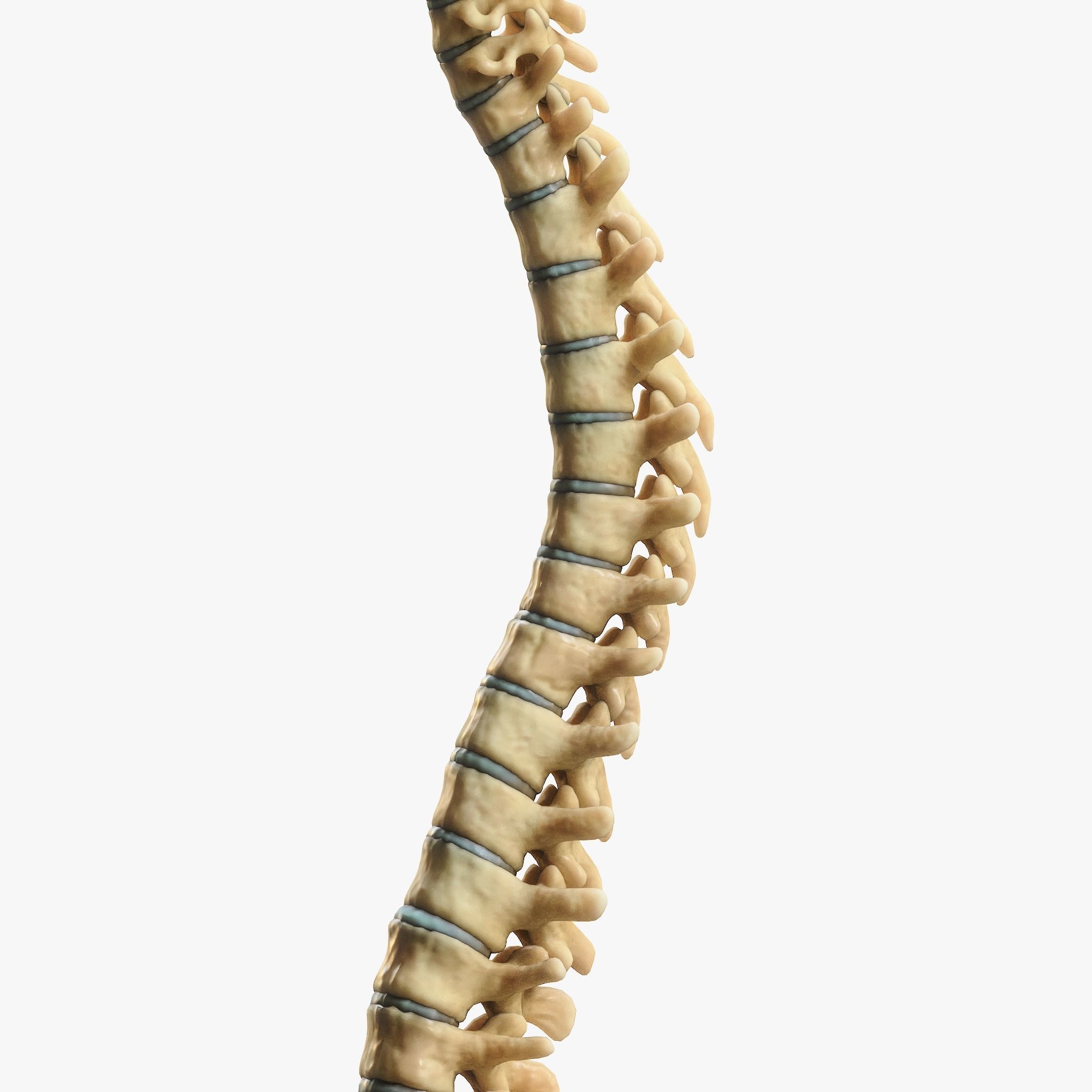 Spine Anatomy 3D model_8