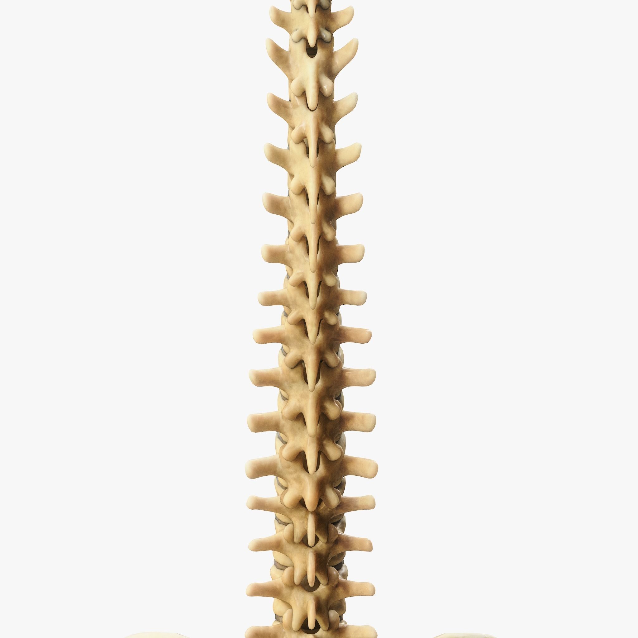 Spine Anatomy 3D model_11