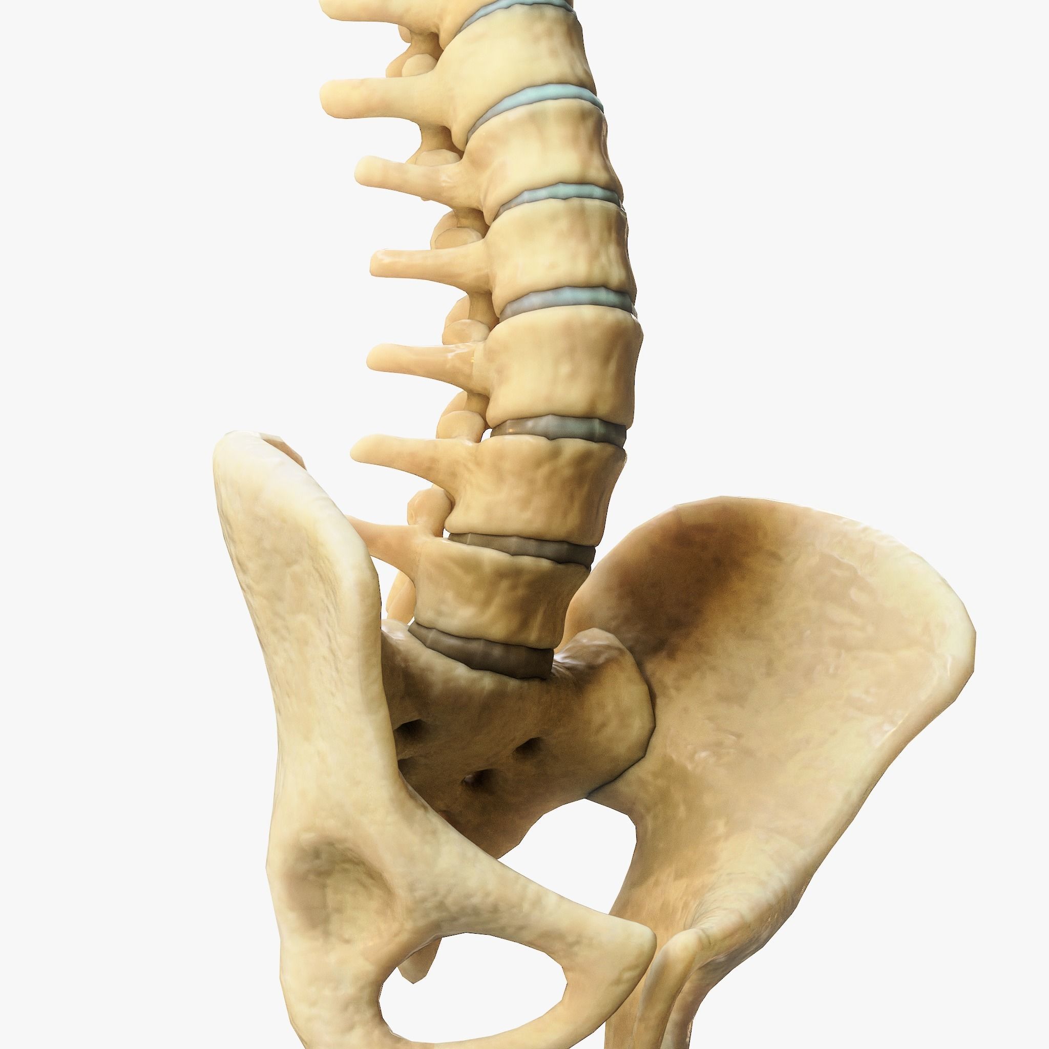 Spine Anatomy 3D model_4