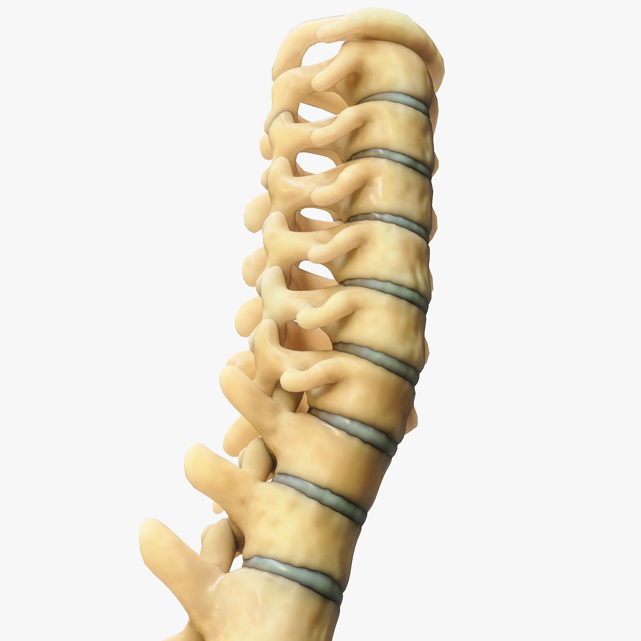 Spine Anatomy 3D model_2
