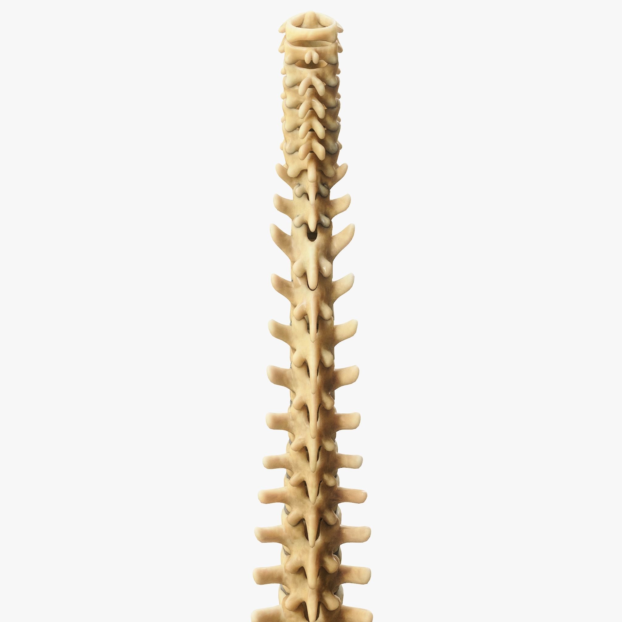 Spine Anatomy 3D model_12