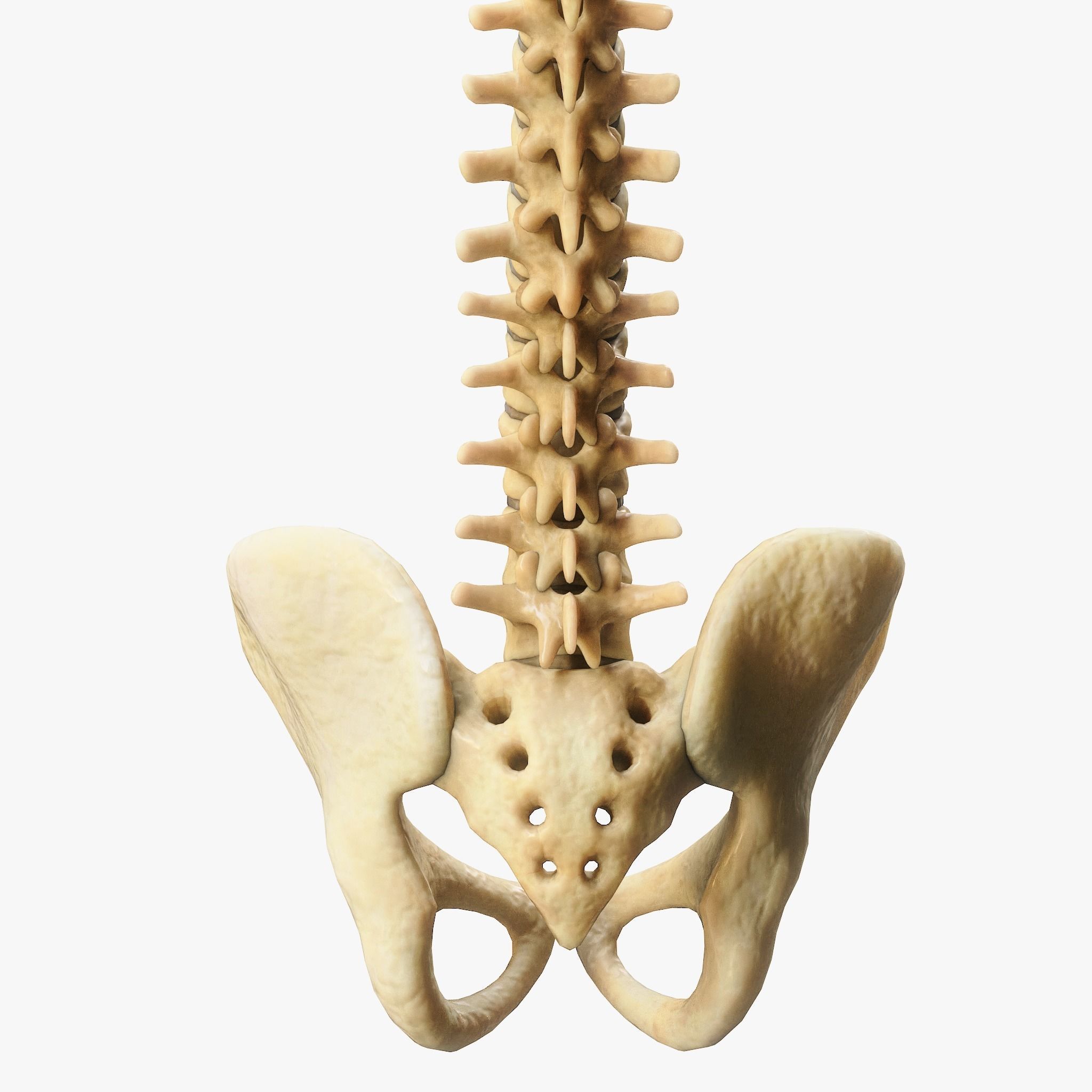 Spine Anatomy 3D model_10